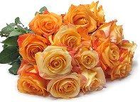 Orange Roses