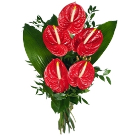 Shining Red Anthuriums
