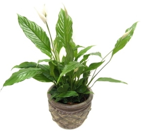 Blooming Spathiphyllum