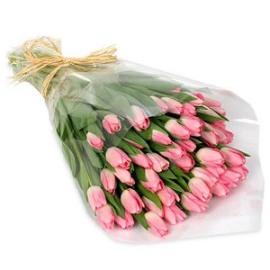 Light Pink Tulips