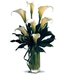 Bouquet of Callas in Vase