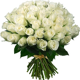 51 Adorable White Roses