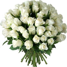 White Regal Roses