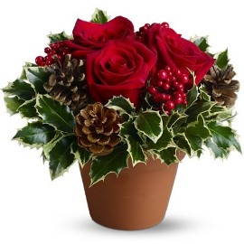 Holiday Plant