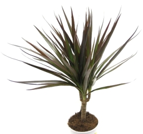 Live Bamboo Plant