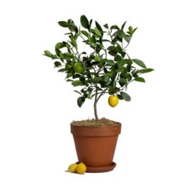 Medium Lemon Tree with Lemons