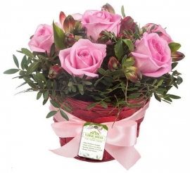Soft Pink Rose