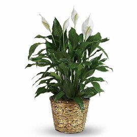 Spathiphyllum