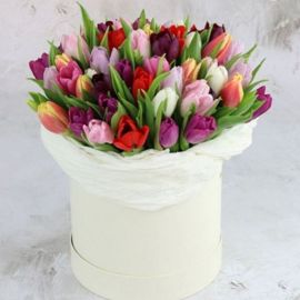 Multi-Colored Tulips