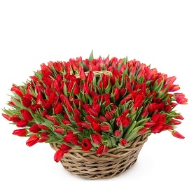 225 Tulips in a Basket