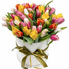 Tulip Song