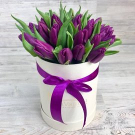 Passionate Purple Tulips