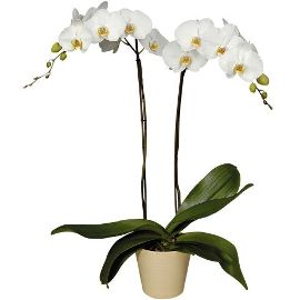 White Orchids Plant